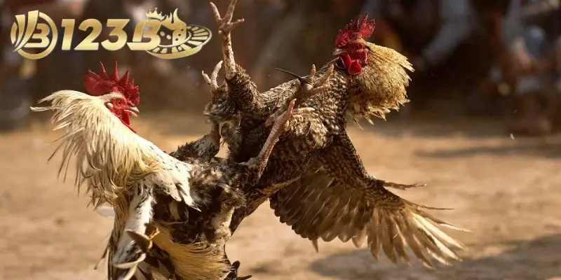 Đá Gà Thomo: Tất Tần Tật Những Điều Mà Bạn Cần Biết 4 Những lưu ý cần nhớ khi tham gia đá gà ai cũng nên biết